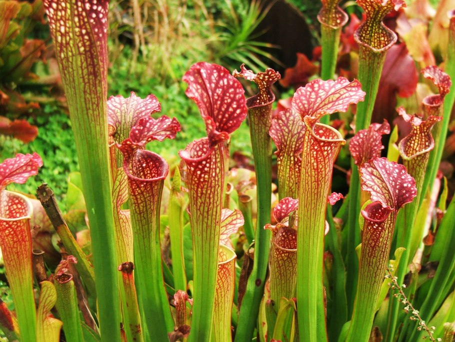 Саррацения белолистная