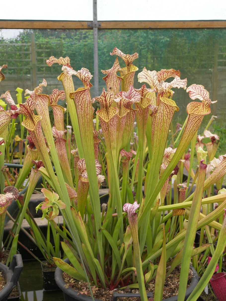 Мухоловка саррацения