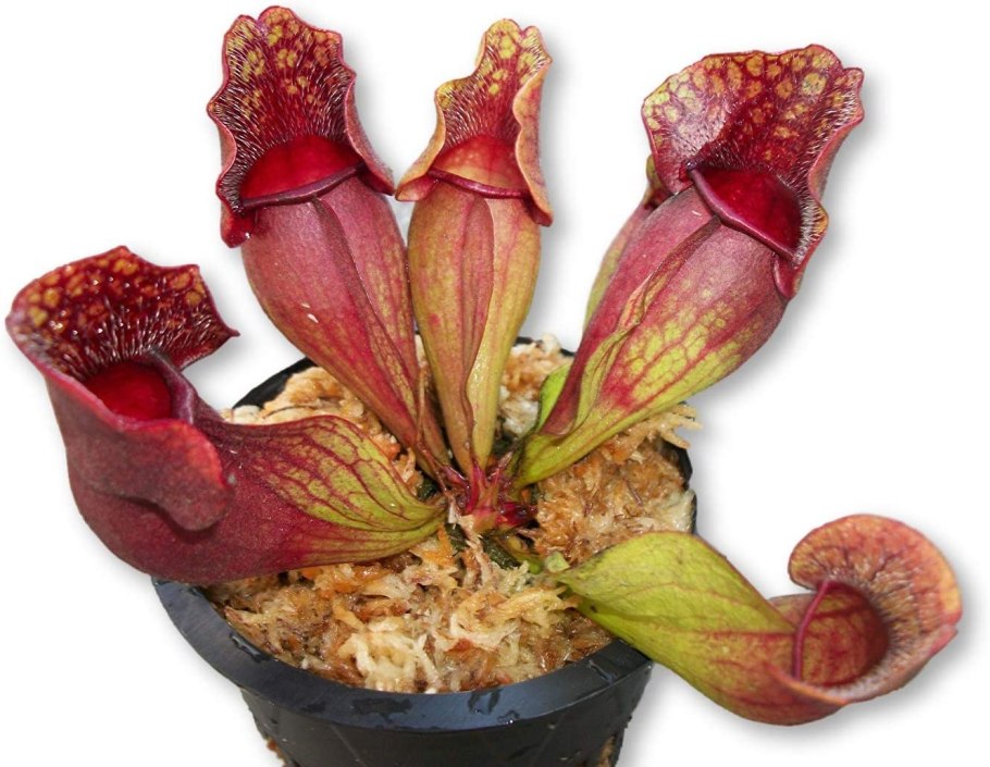 Sarracenia purpurea
