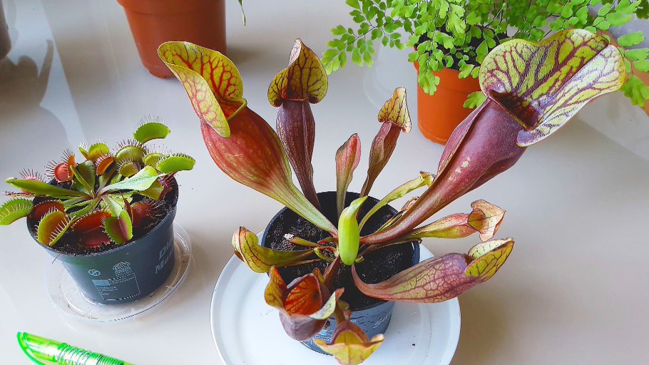 Саррацения (Sarracenia)