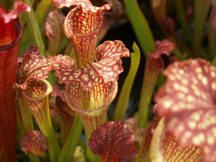 Sarracenia purpurea гомеопатия