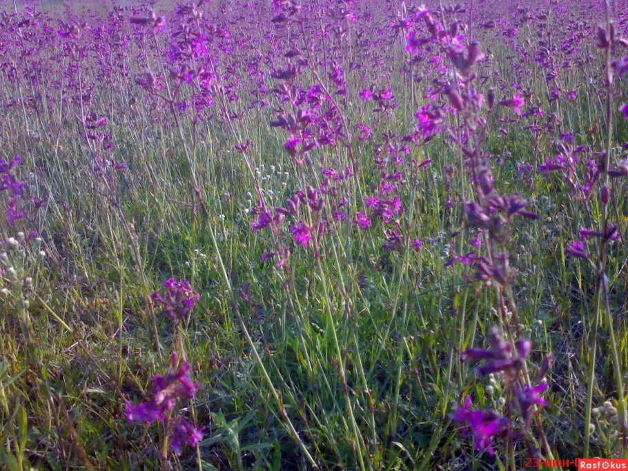 Луговые цветы Южного Урала