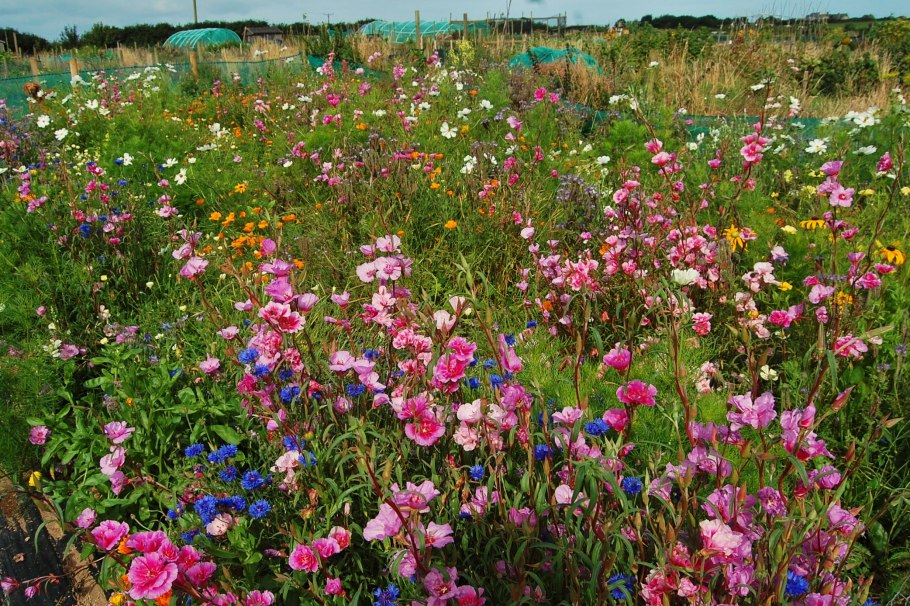 Годеция под зиму посадка