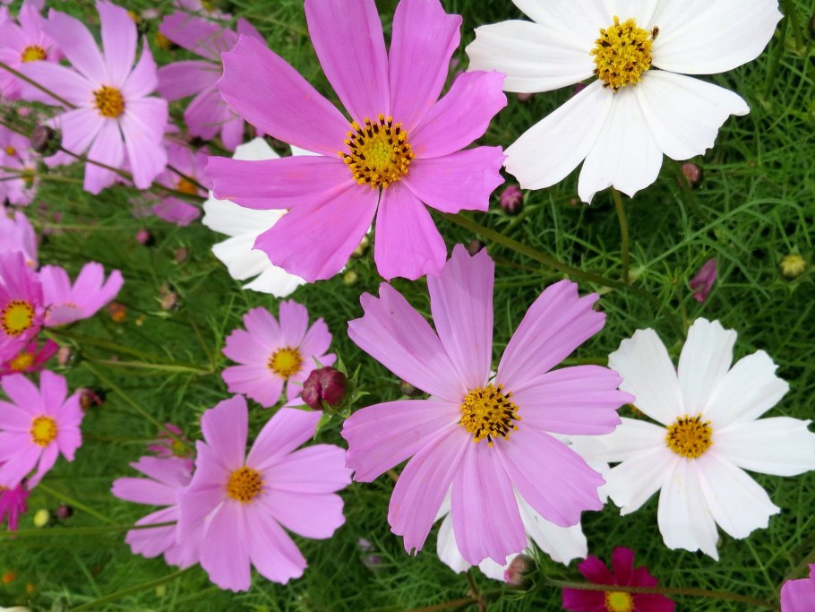 Однолетники космея