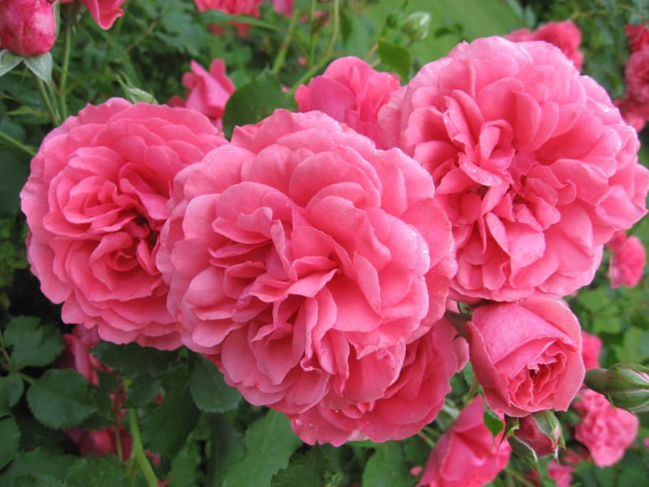 Роза плетистая Розариум Ютерзен