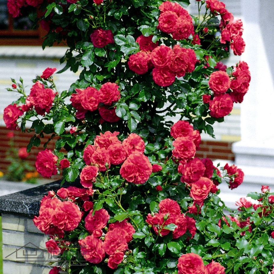 Розариум Ютерсен роза Тантау