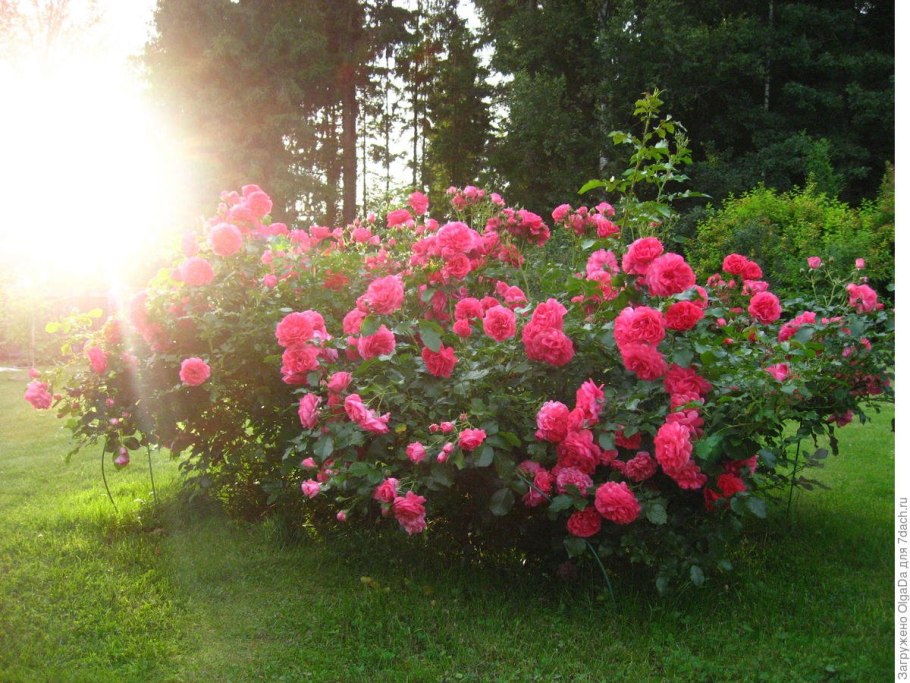 Плетистые розы Розариум Ютерсен