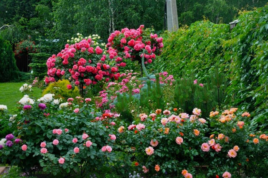 Роза штамбовая Ютерсен