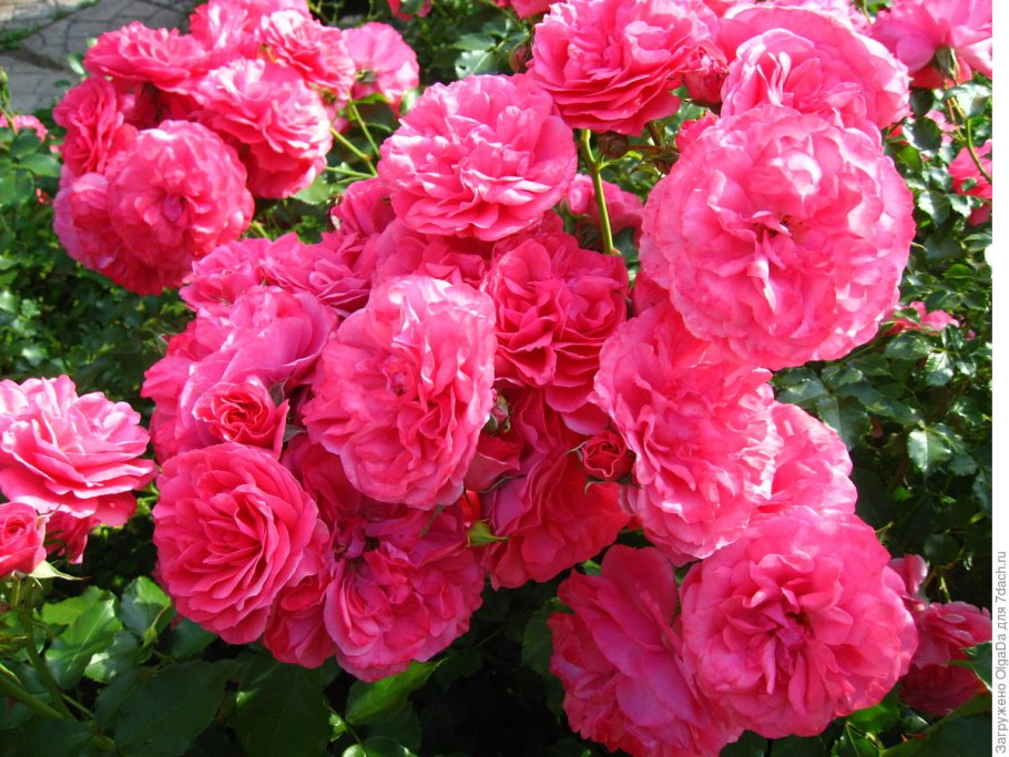 Роза шраб Розариум Ютерсен