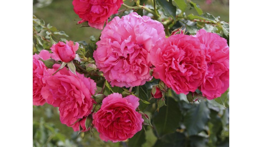 Плетистые розы Розариум Ютерсен