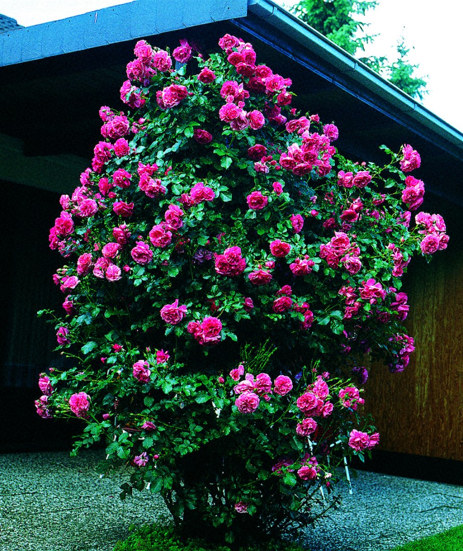 Роза плетистая Розариум