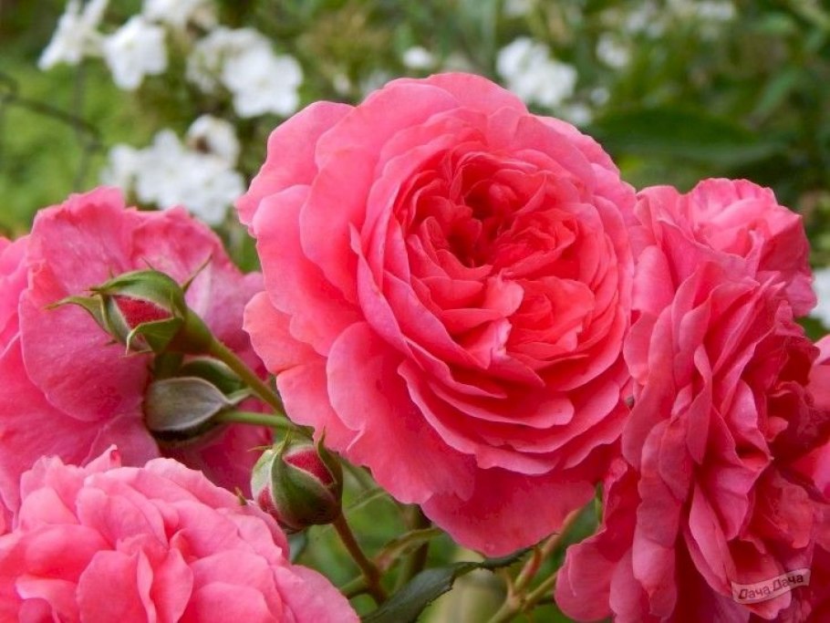 Роза Конкорд