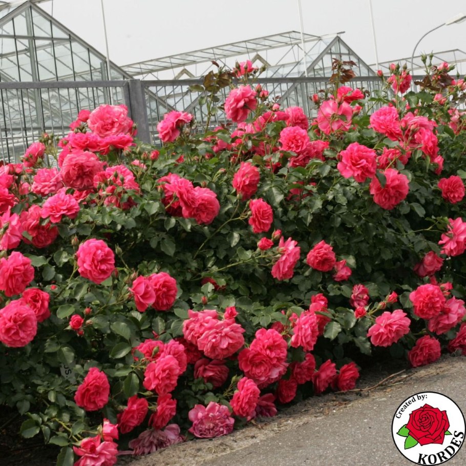 Штамбовая роза Розариум Ютерсен