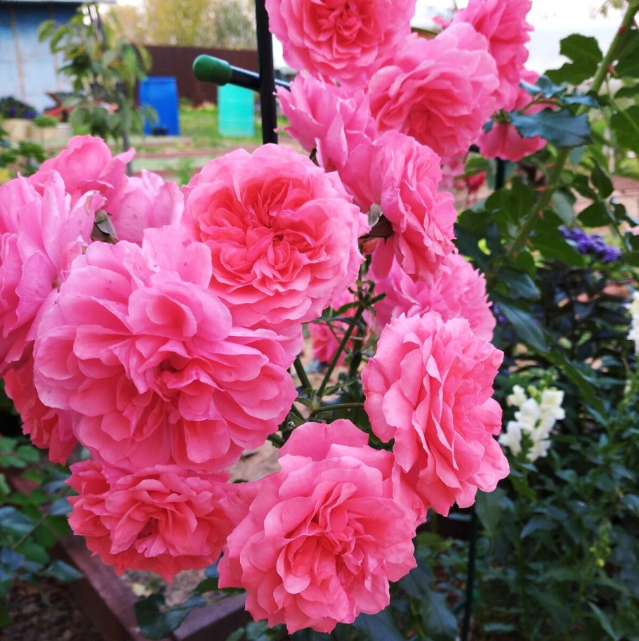 Роза Парковая Розариум Ютерсен