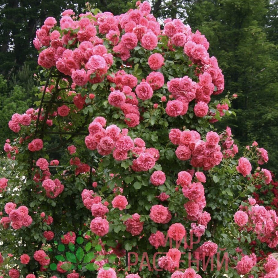 Роза плетистая Розариум Ютерзен