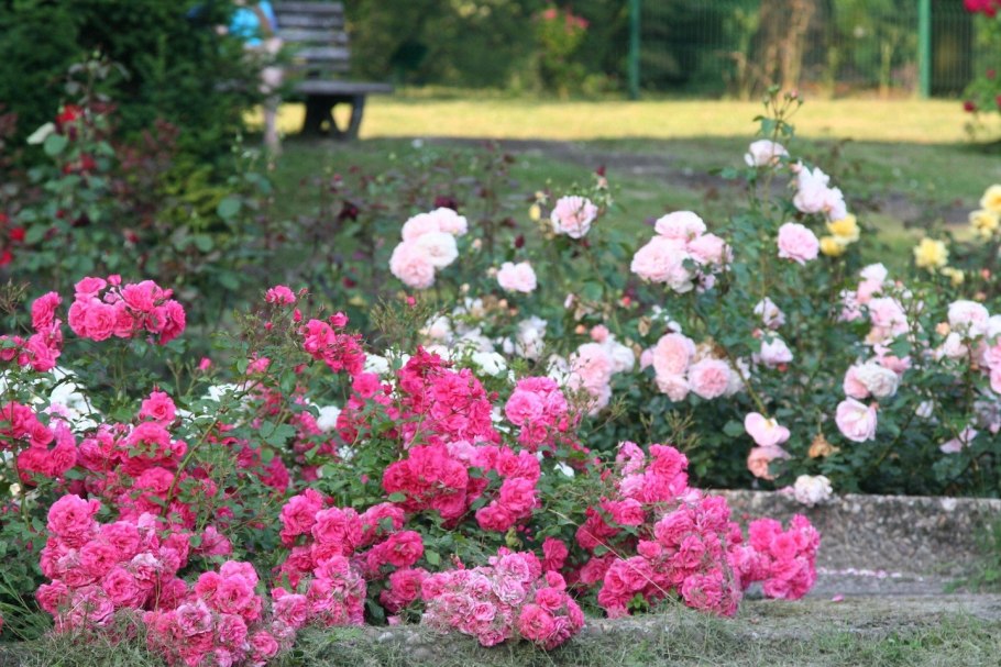 Роза Rosarium_Uetersen