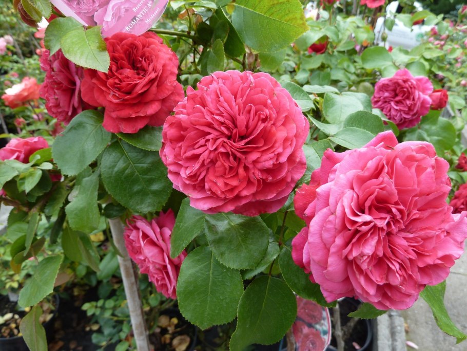 Розариум Ютерсен