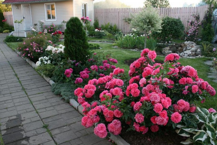 Розариум Ютерсен роза плетистая