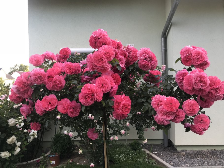 Розариум Ютерсен роза плетистая