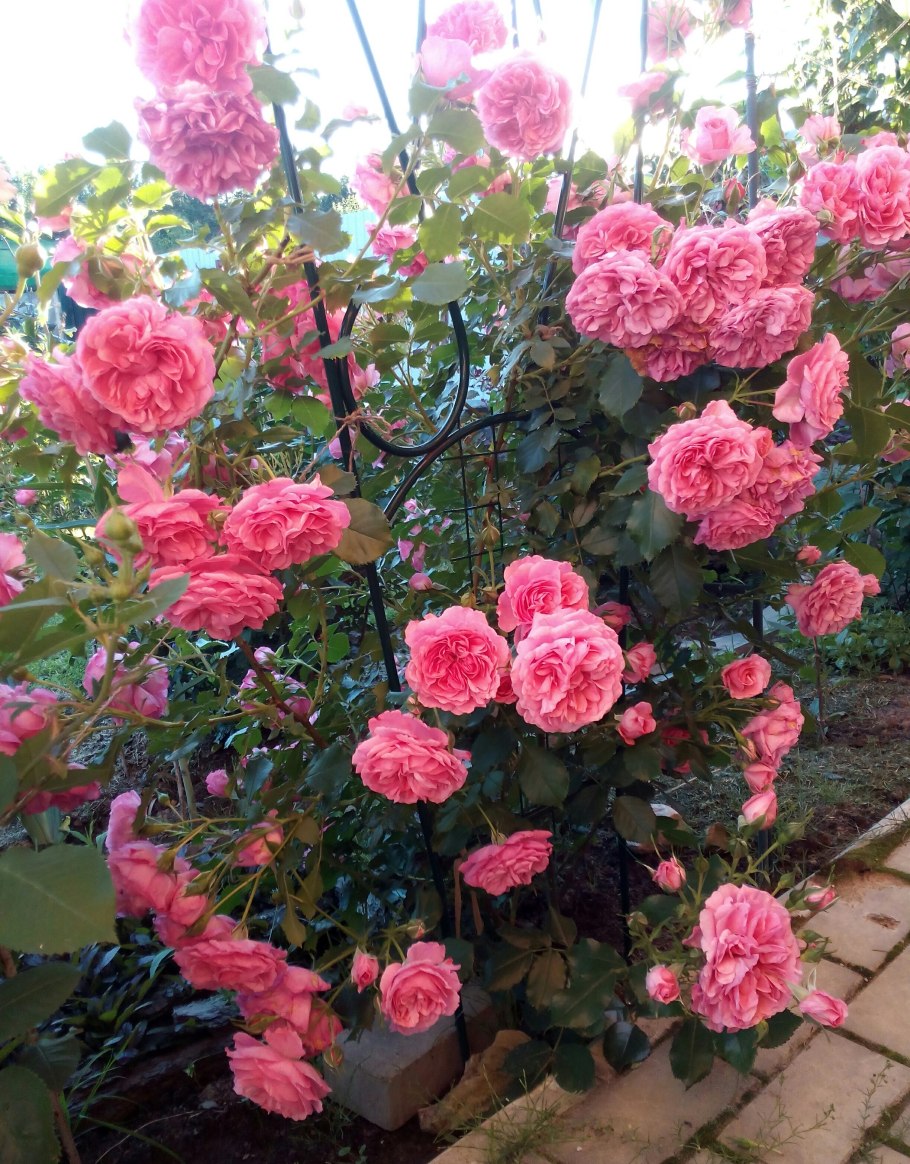 Розариум Ютерсен