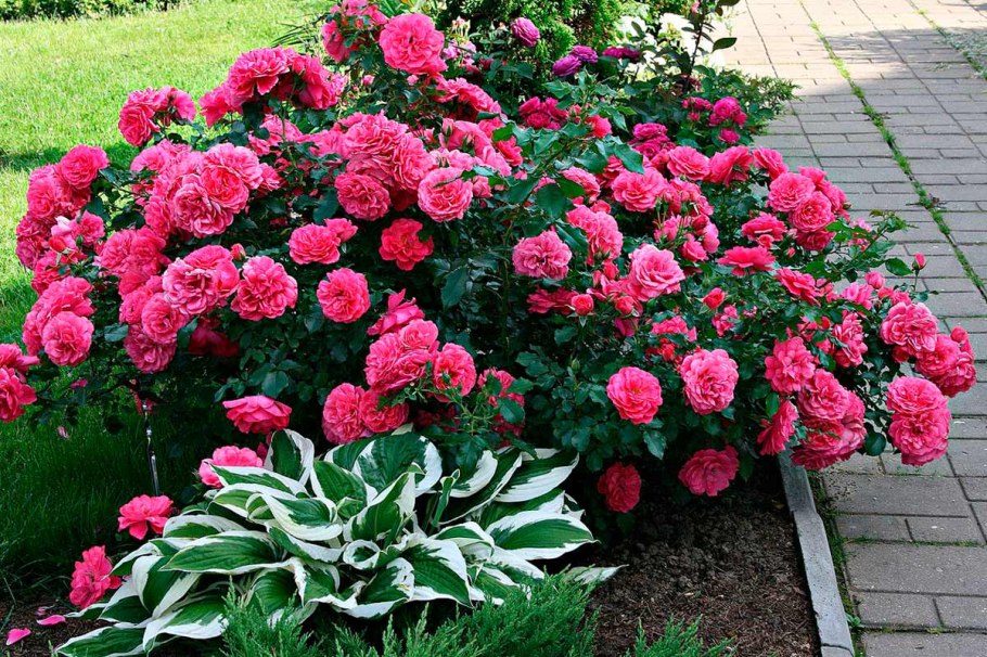 Роза плетистая Розариум Ютерзен