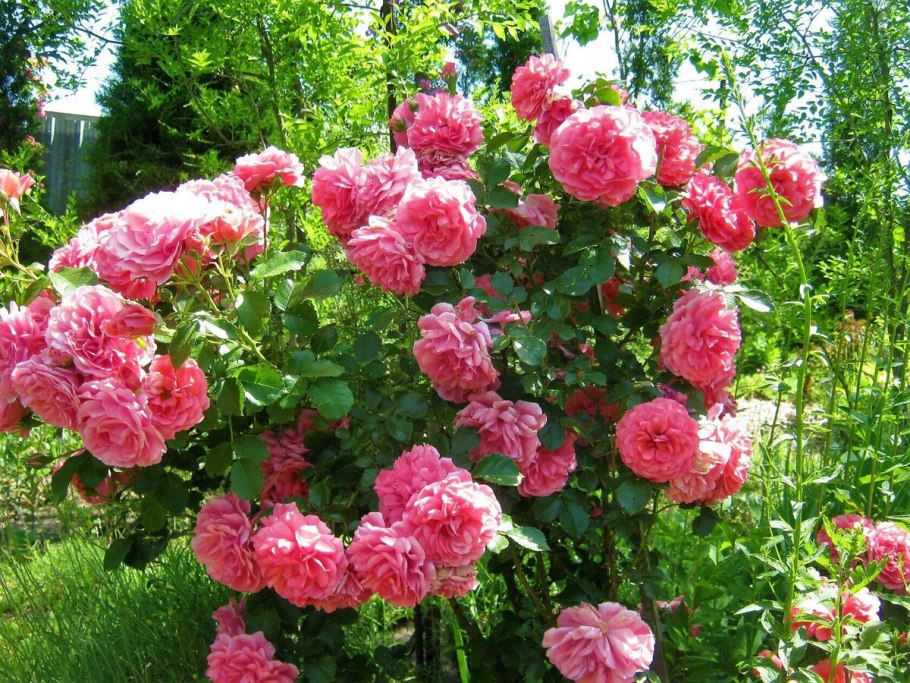 Роза плетистая Розариум