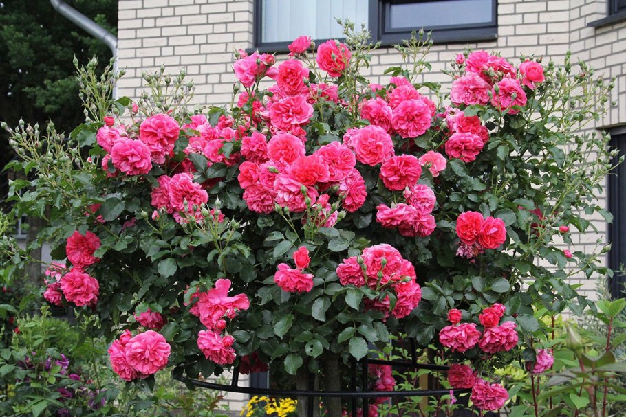 Розариум Ютерсен плетистая