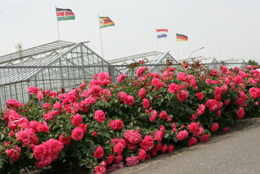 Штамбовая роза Розариум Ютерсен