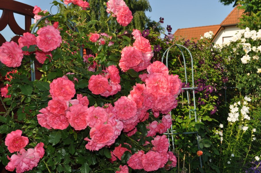 Rosarium Uetersen (Розариум Ютерзен)