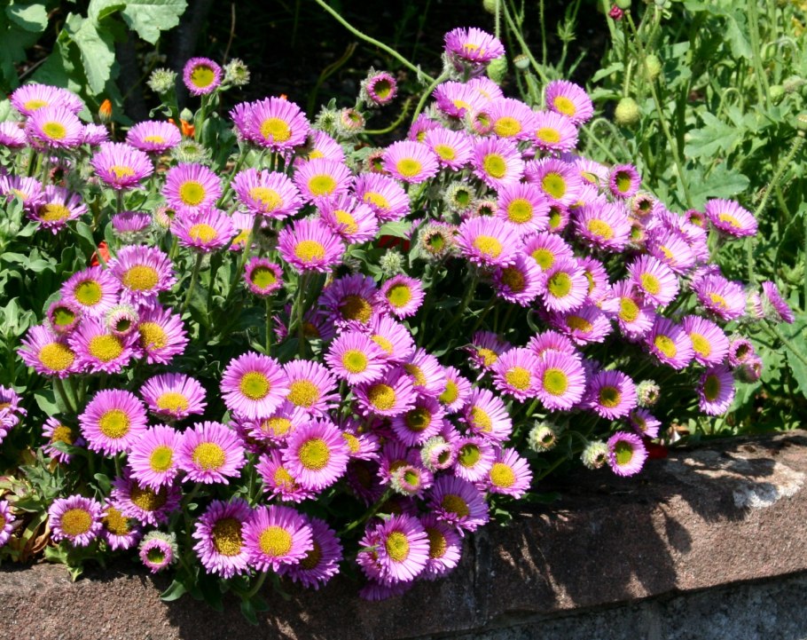 Астра многолетняя кустарниковая (Aster dumosus)