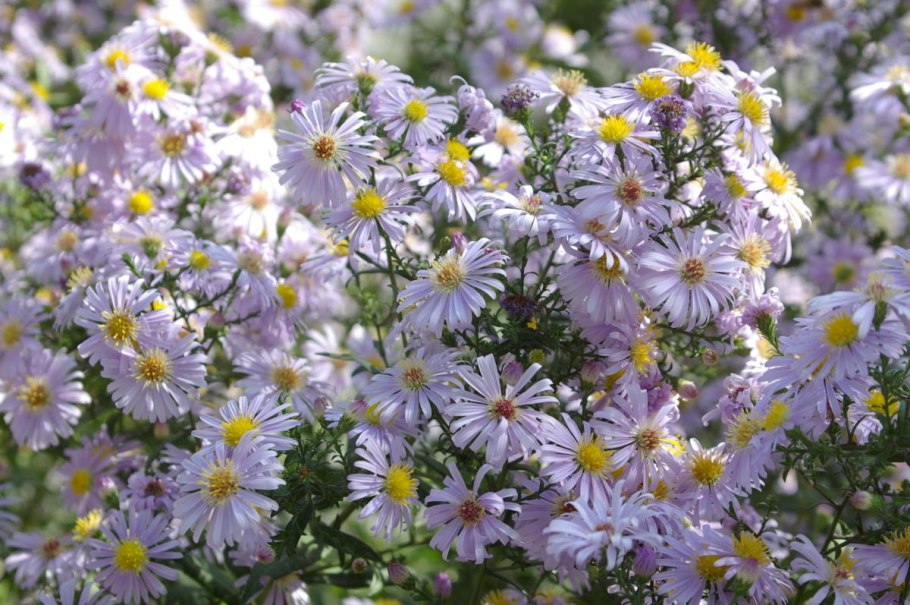 Астра Альпийская (Aster Alpinus)