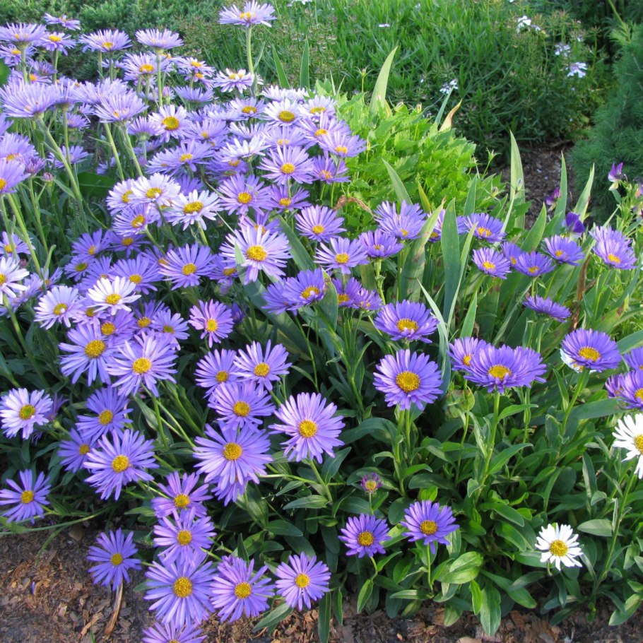 Астра Альпийская сентябринка