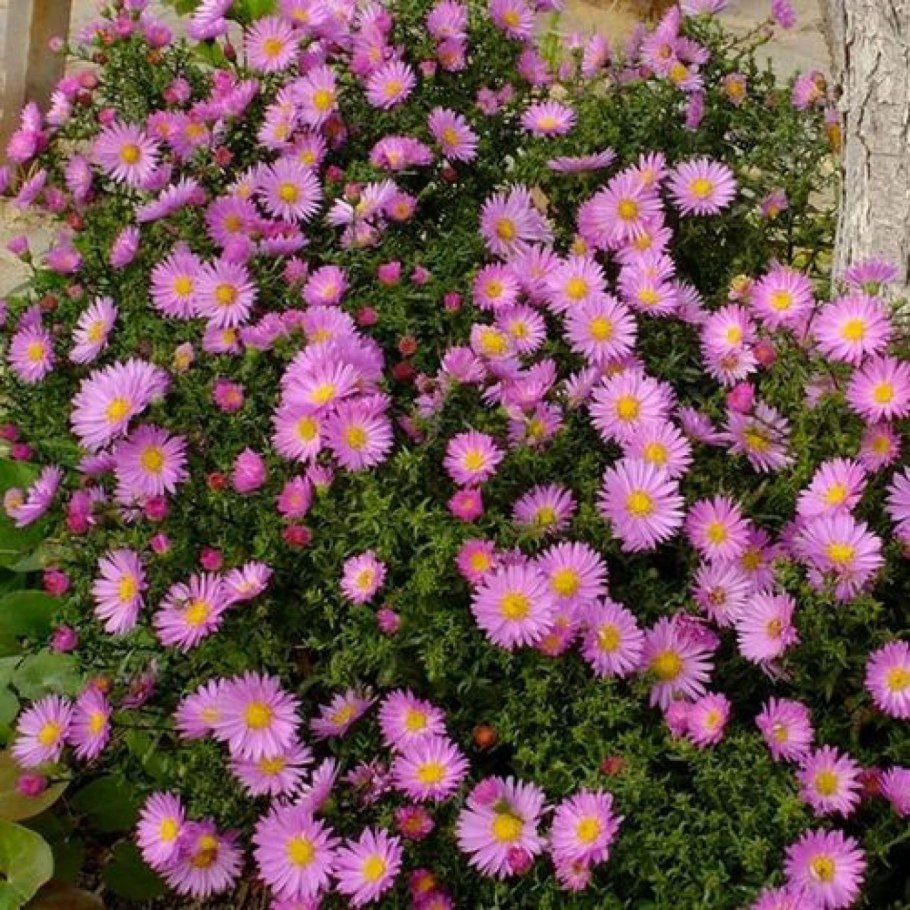 Эригерон мелколепестник