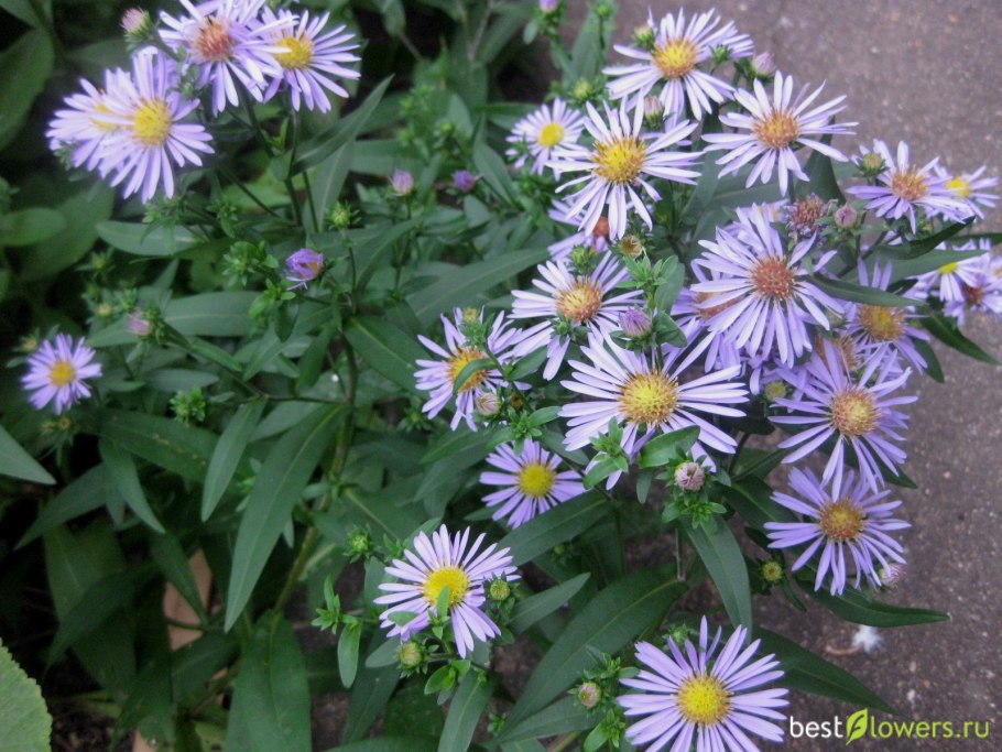 Астра Альпийская Иллирия