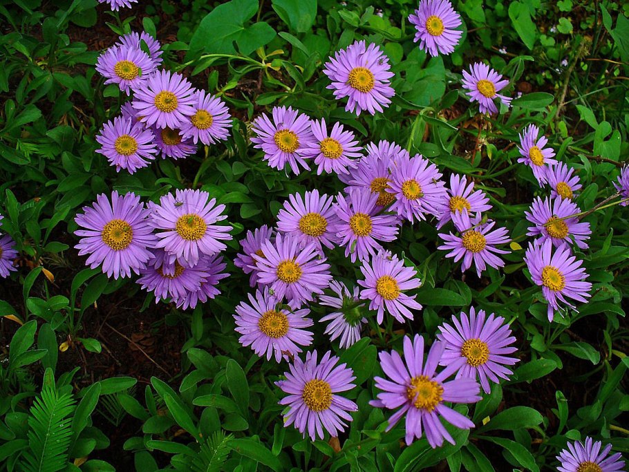 Астра кустарниковая Aster dumosus