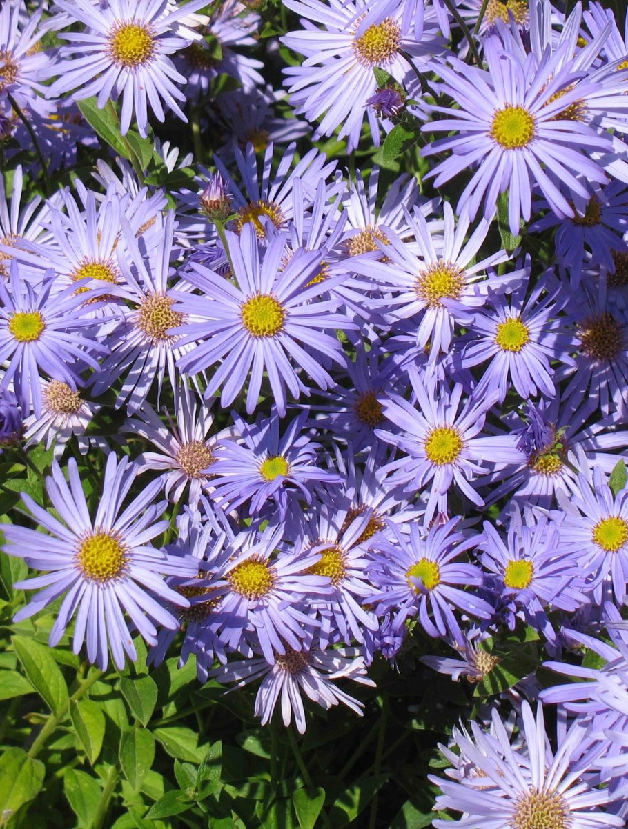 Астра новобельгийская Azov