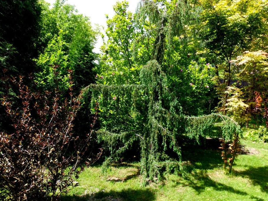 Можжевельник обыкновенный Хорстманн