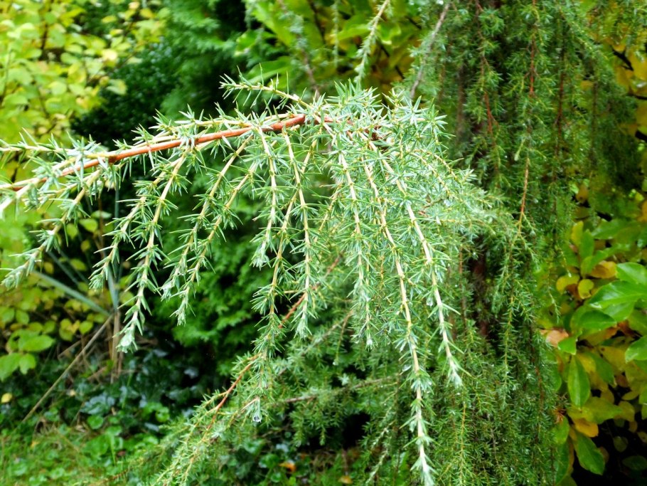 Можжевельник Хорстманн