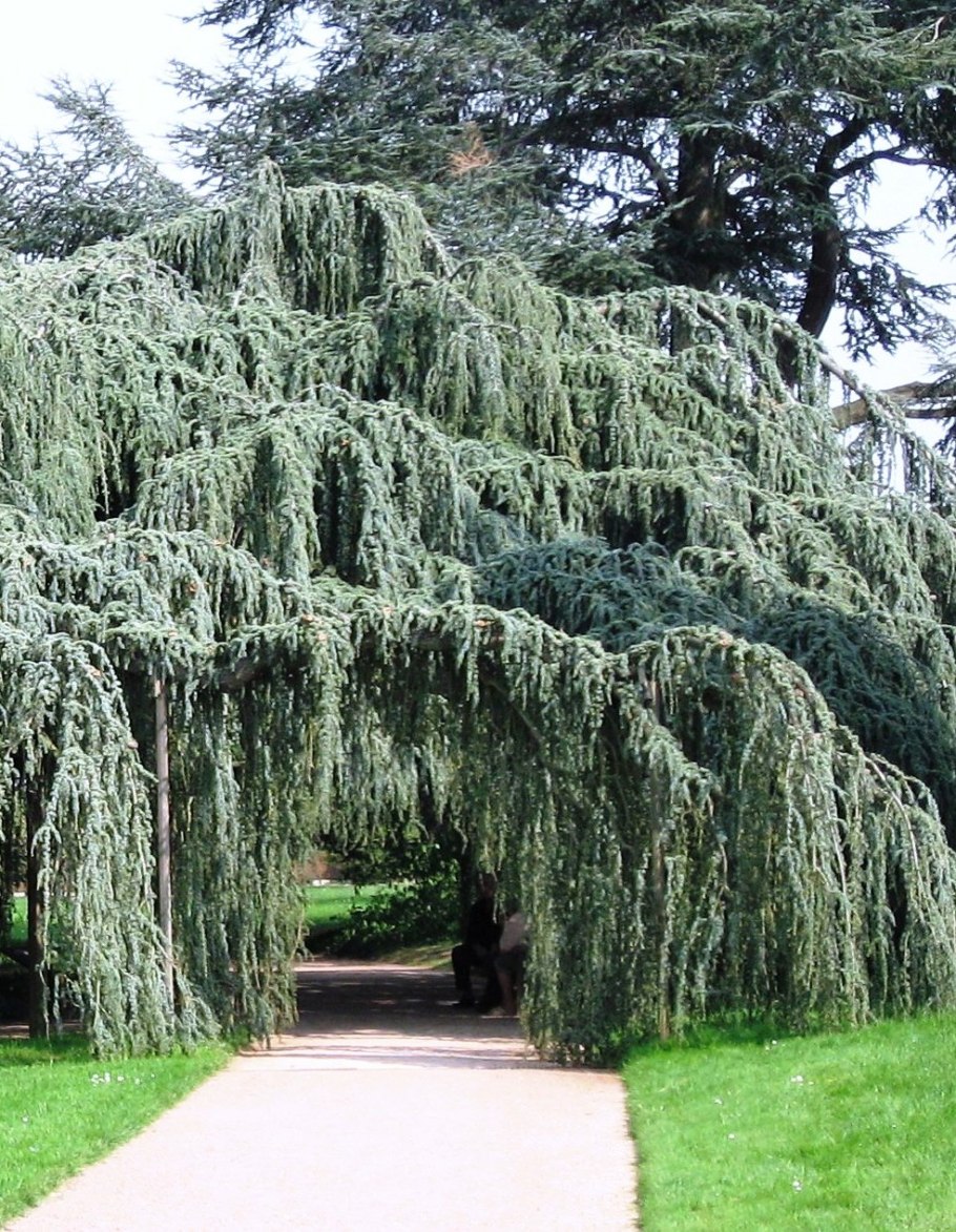 Кедр атласский Пендула