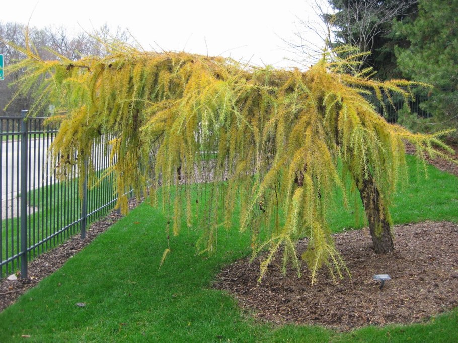 Лиственница Larix decidua