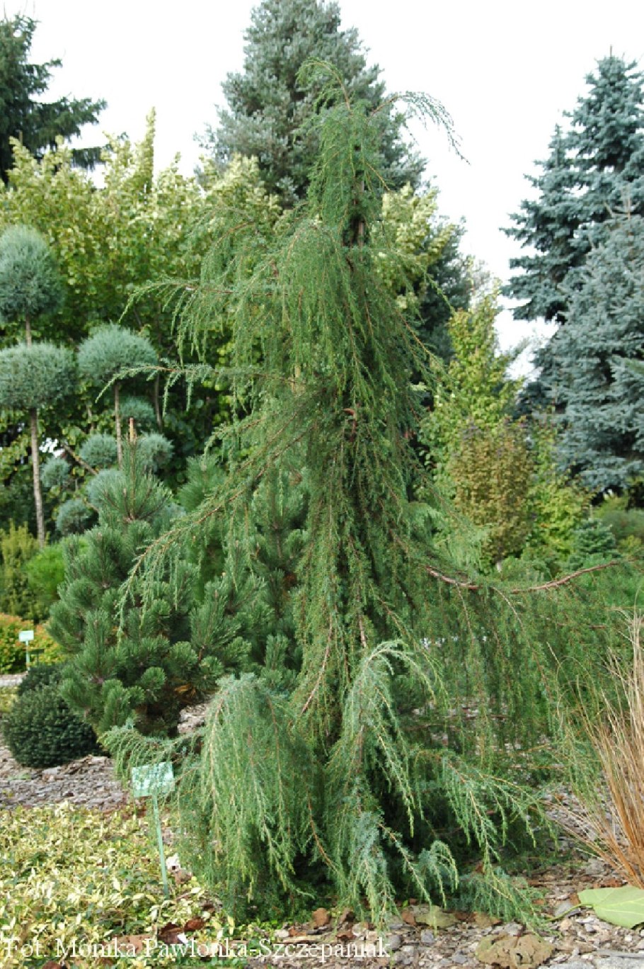 Можжевельник Хорстманн