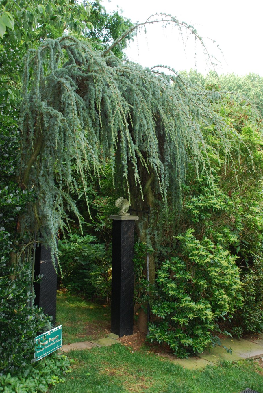 Можжевельник обыкновенный Пендула