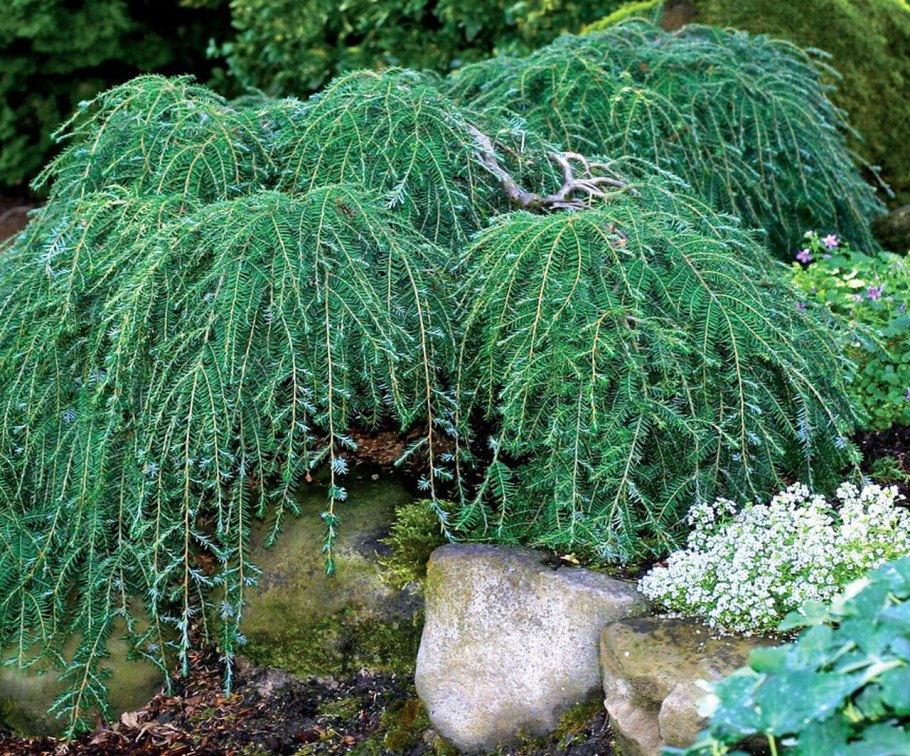 Тсуга канадская Коулс Прострэйт