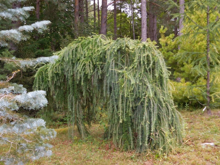 Лиственница европейская Пендула (Larix decidua pendula)