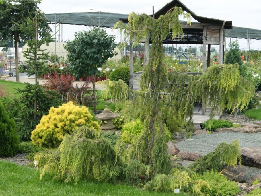 Можжевельник обыкновенный Хорстманн