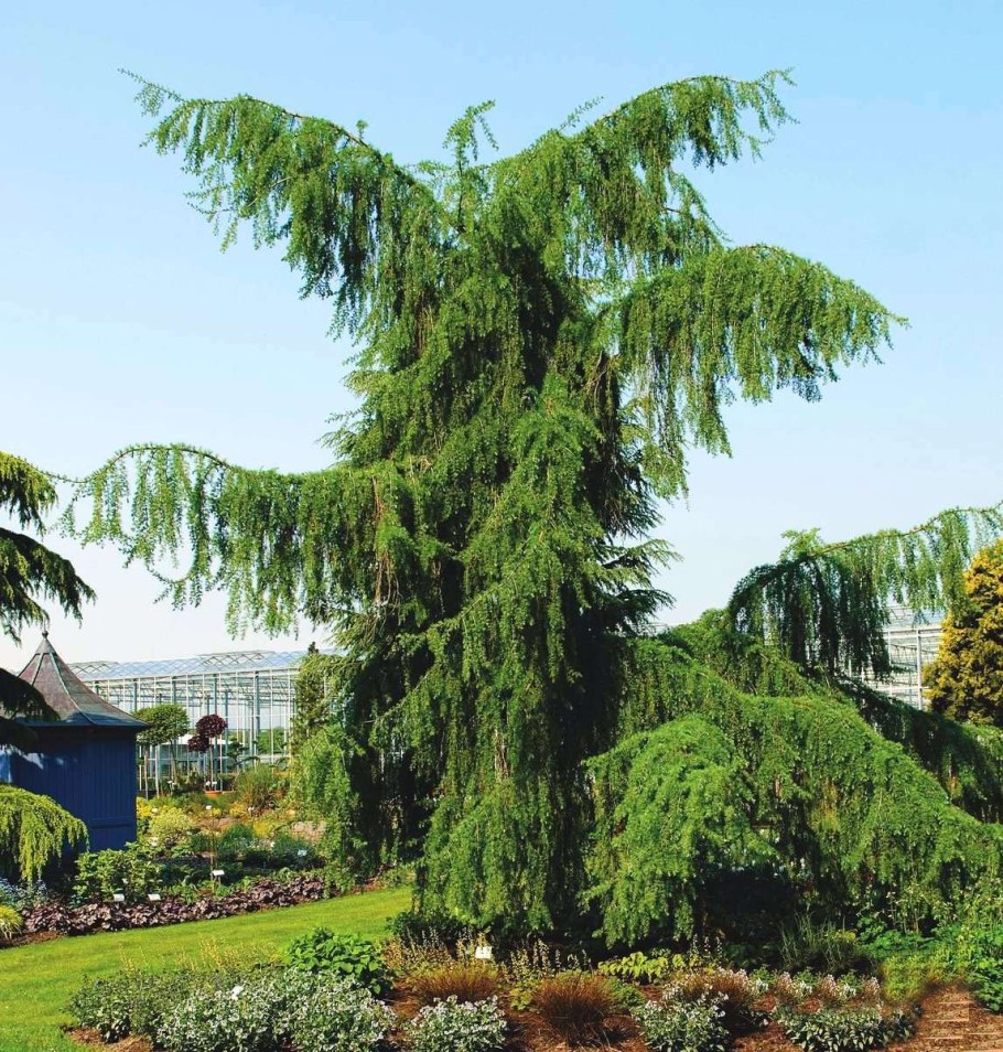 Лиственница японская Кемпфера