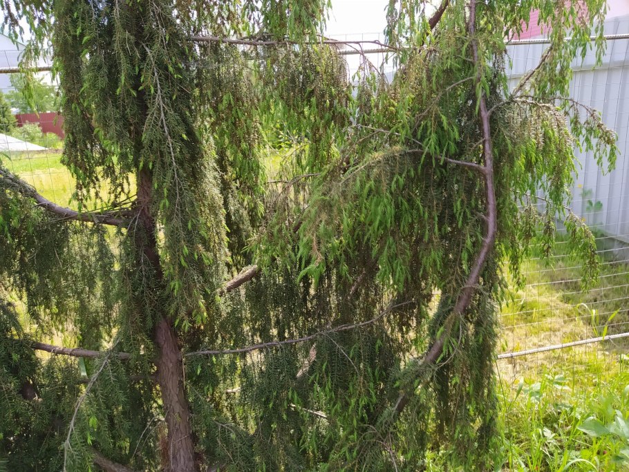 Можжевельник Плакучий сорта