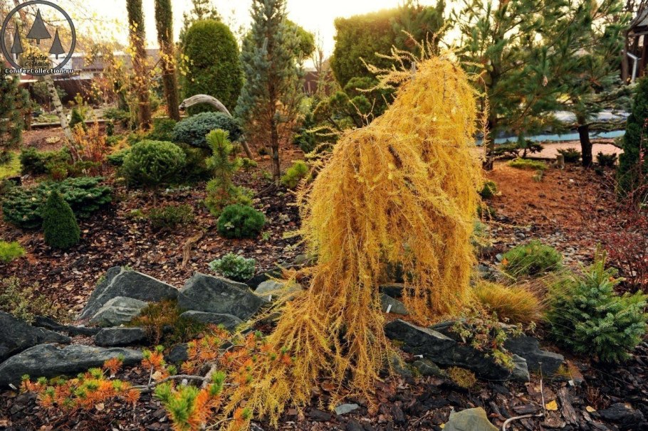 Лиственница европейская Пендула