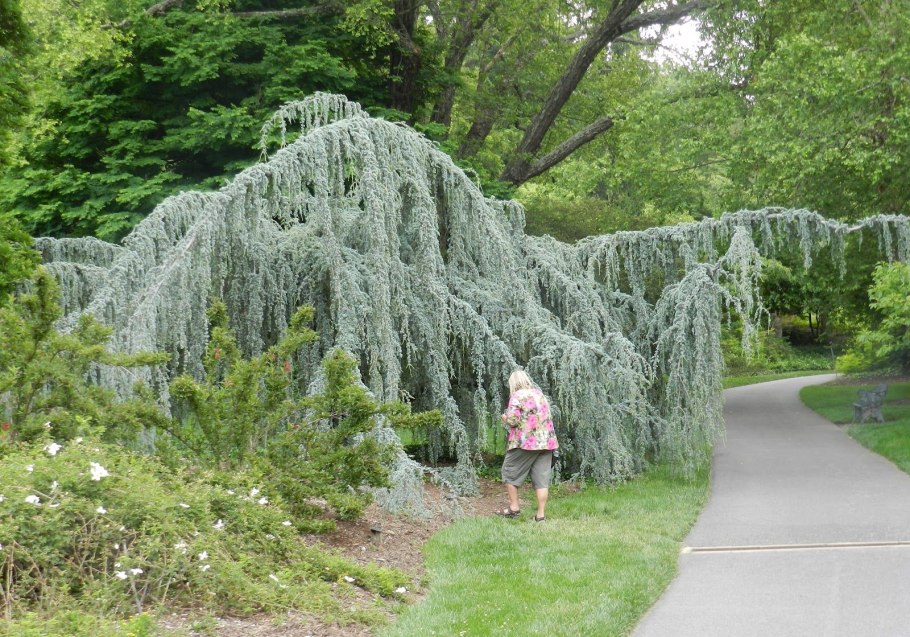 Кедр атласский Плакучий