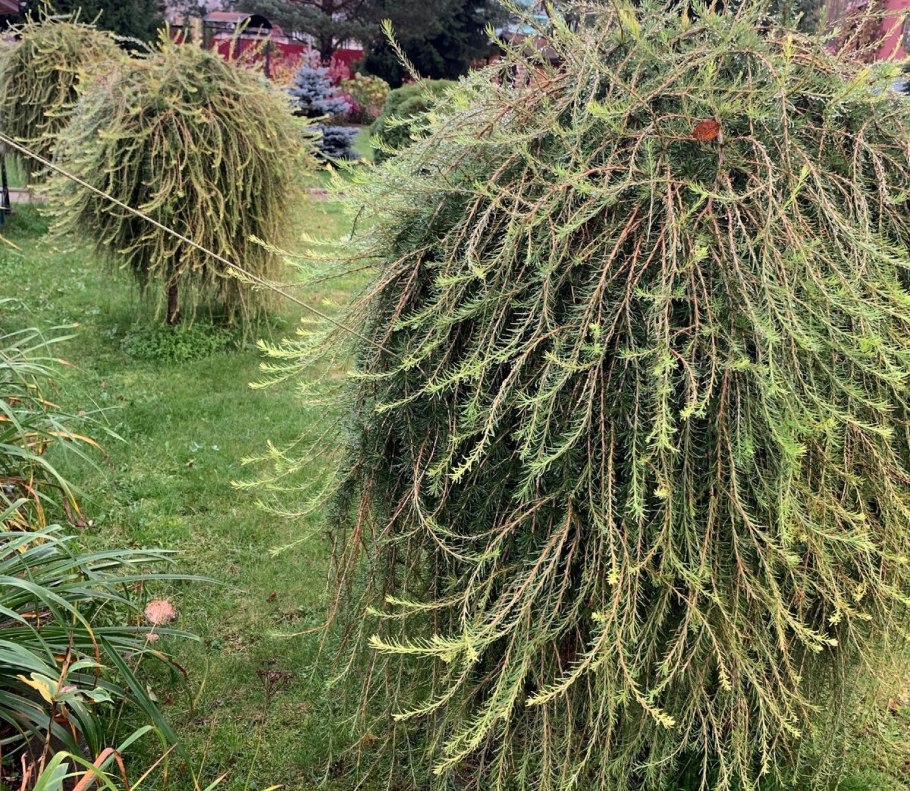 Лиственница европейская Репенс